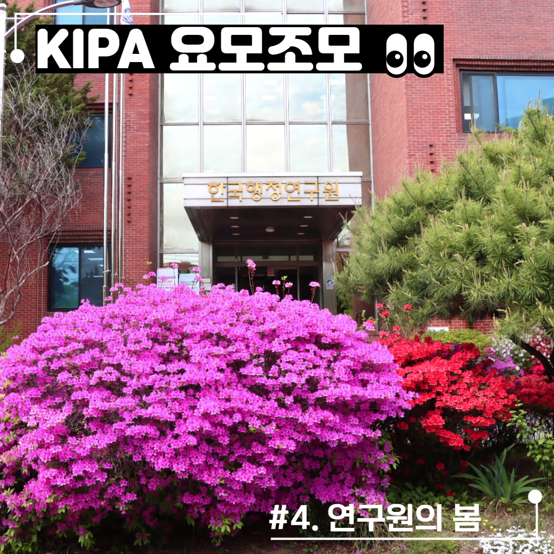 🌸 KIPA 요모조모 (4) 연구원의 봄 🌸